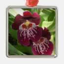 Search for orchid christmas tree decorations Nature