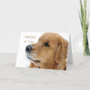 Search for golden retriever in snow cards Dog