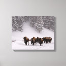 Search for bison canvas prints Nature