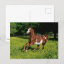 Search for pinto postcards Flowers