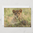 Search for lion and cub cards Big cat