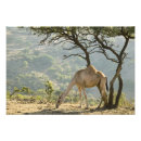 Search for oman posters Camel