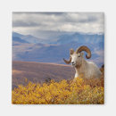 Search for herbivore magnets Sheep