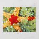 Search for red star postcards Ocean