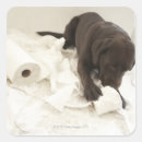 Search for floor stickers Domestic animals