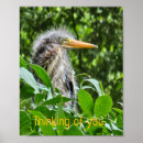 Search for herons posters Nature