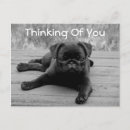 Search for pug puppies postcards Thinking of you