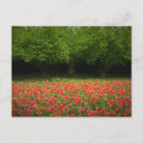 Search for tulip tree postcards Tulips