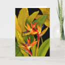 Search for bird paradise cards Botanical