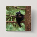 Search for bear animal badges Forest