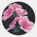 Search for beautiful rose stickers Photography