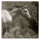 Search for mustang tiles Wild