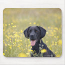 Search for dog business electronics Domestic animals