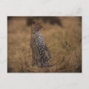 Search for wild leopard postcards Nature