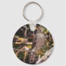 Search for sparrowhawk Nature
