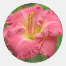 Search for daylily stickers Floral