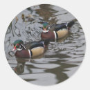 Search for wood duck stickers Bird