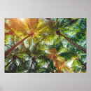 Search for coconuts posters Tropics
