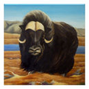 Search for muskox posters Wildlife