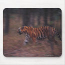 Search for tiger mouse mats Walking