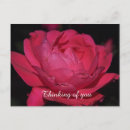Search for rose other Flower