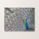 Search for peacock puzzles Photography
