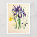 Search for purple iris stamp postcards Vintage