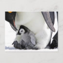 Search for two image postcards Animal