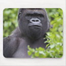 Search for silverback gorilla electronics Wildlife
