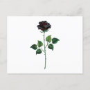 Search for gothic rose postcards Flower