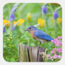 Search for backyard bird stickers Fauna
