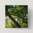 Search for sycamore badges Nature