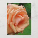 Search for rose bloom postcards Photography