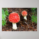 Search for muscaria posters Fly agaric