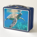 Search for sea turtle lunch boxes Marine life