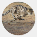 Search for cat picture stickers Wildlife