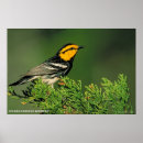 Search for cheeks posters Bird