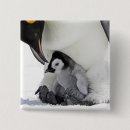 Search for emperor penguin badges Antarctica