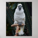 Search for cockatoo posters Pet