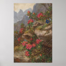 Search for alpine flower posters Vintage