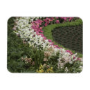 Search for rhododendron magnets Garden
