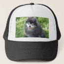 Search for pomeranian accessories Fun