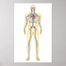 Search for circulatory system posters Circulation