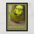Search for budgie postcards Feathers