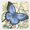 Search for blue winged butterfly stickers Nature