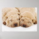 Search for shar pei posters Animal