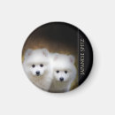 Search for spitz magnets Dog