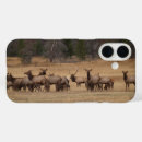 Search for elk cases Wild