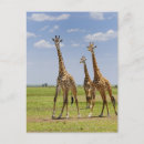 Search for wildlife reserve postcards Masai mara national reserve