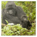 Search for mountain tiles Gorilla